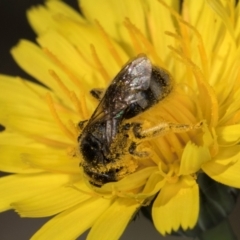 Lasioglossum (Chilalictus) lanarium at Taylor, ACT - 1 Feb 2024