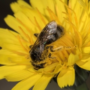 Lasioglossum (Chilalictus) lanarium at Taylor, ACT - 1 Feb 2024 11:09 AM