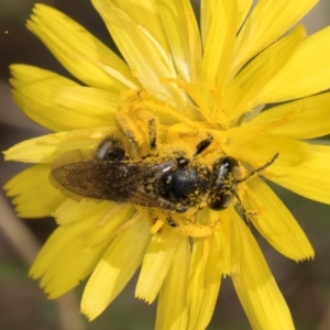 Lasioglossum (Chilalictus) lanarium at Taylor, ACT - 1 Feb 2024