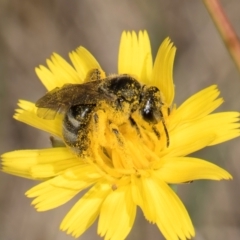 Lasioglossum (Chilalictus) lanarium at Taylor, ACT - 1 Feb 2024 11:09 AM