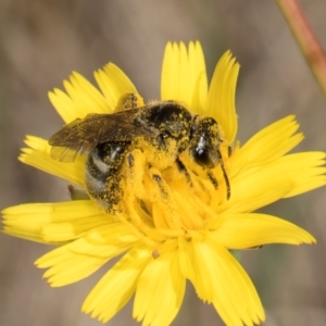 Lasioglossum (Chilalictus) lanarium at Taylor, ACT - 1 Feb 2024 11:09 AM