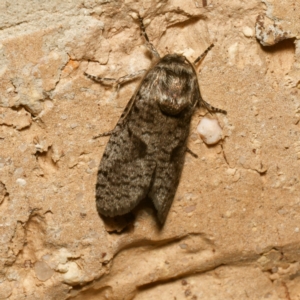 Lepidoscia (genus) ADULT at Harrison, ACT - 1 Feb 2024