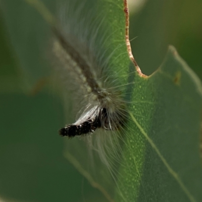 Uraba lugens (Gumleaf Skeletonizer) at Russell, ACT - 2 Feb 2024 by Hejor1