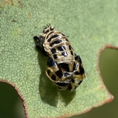 Harmonia conformis (Common Spotted Ladybird) at Russell, ACT - 2 Feb 2024 by Hejor1