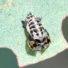 Harmonia conformis at Russell, ACT - 3 Feb 2024