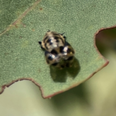 Harmonia conformis at Russell, ACT - 3 Feb 2024