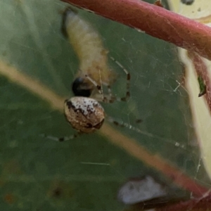 Cryptachaea veruculata at Russell, ACT - 3 Feb 2024