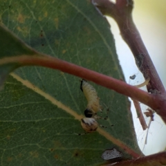 Cryptachaea veruculata at Russell, ACT - 3 Feb 2024