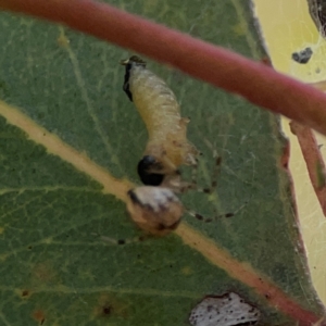 Cryptachaea veruculata at Russell, ACT - 3 Feb 2024