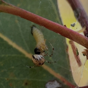 Cryptachaea veruculata at Russell, ACT - 3 Feb 2024