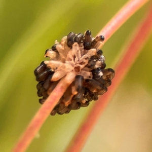 Paropsis atomaria at Russell, ACT - 3 Feb 2024