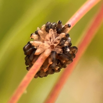 Paropsis atomaria (Eucalyptus leaf beetle) at Russell, ACT - 3 Feb 2024 by Hejor1