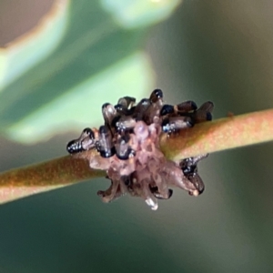 Paropsis atomaria at Russell, ACT - 3 Feb 2024