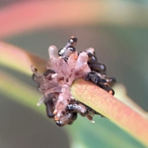 Paropsis atomaria at Russell, ACT - 3 Feb 2024