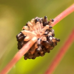 Paropsis atomaria at Russell, ACT - 3 Feb 2024