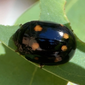 Paropsisterna octosignata at Russell, ACT - 3 Feb 2024