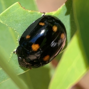 Paropsisterna octosignata at Russell, ACT - 3 Feb 2024