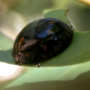 Paropsisterna octosignata at Russell, ACT - 3 Feb 2024