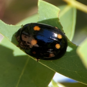 Paropsisterna octosignata at Russell, ACT - 3 Feb 2024