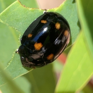 Paropsisterna octosignata at Russell, ACT - 3 Feb 2024