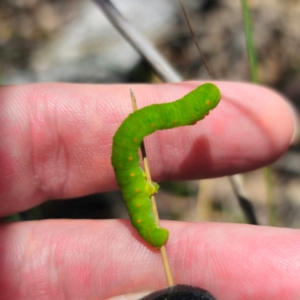 Capusa sp.(genus) at QPRC LGA - 3 Feb 2024