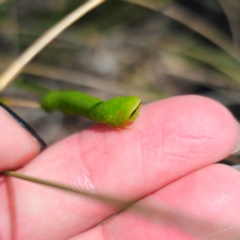 Capusa sp.(genus) at QPRC LGA - 3 Feb 2024