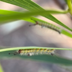 Orgyia anartoides (Painted Apple Moth) at Russell, ACT - 3 Feb 2024 by Hejor1