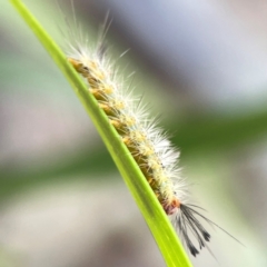 Orgyia anartoides at Russell, ACT - 3 Feb 2024