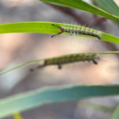 Orgyia anartoides at Russell, ACT - 3 Feb 2024