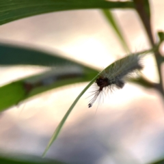 Orgyia anartoides at Russell, ACT - 3 Feb 2024