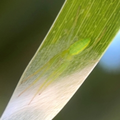 Araneus talipedatus (Slender green orb-weaver) at Russell, ACT - 3 Feb 2024 by Hejor1