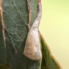 Unidentified Psyllid, lerp, aphid or whitefly (Hemiptera, several families) at Russell, ACT - 3 Feb 2024 by Hejor1