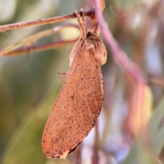 Elhamma australasiae (A Swift or Ghost moth (Hepialidae)) at Russell, ACT - 3 Feb 2024 by Hejor1