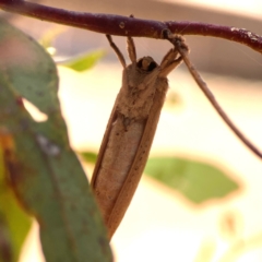 Elhamma australasiae at Russell, ACT - 3 Feb 2024 02:14 PM