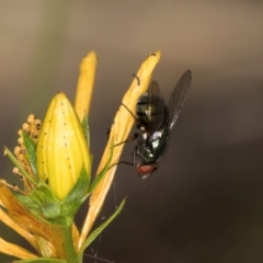 Chrysomya sp. (genus) (A green/blue blowfly) at Taylor, ACT - 1 Feb 2024 by kasiaaus