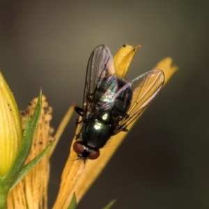 Chrysomya sp. (genus) at Taylor Offset (TLR) - 1 Feb 2024