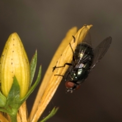 Chrysomya sp. (genus) at Taylor, ACT - 1 Feb 2024 11:16 AM