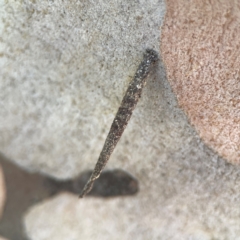 Lepidoscia (genus) IMMATURE (Unidentified Cone Case Moth larva, pupa, or case) at Russell, ACT - 3 Feb 2024 by Hejor1