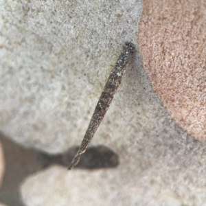 Conoeca or Lepidoscia (genera) IMMATURE at Russell, ACT - 3 Feb 2024