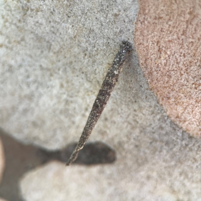 Conoeca or Lepidoscia (genera) IMMATURE (Unidentified Cone Case Moth larva, pupa, or case) at Russell, ACT - 3 Feb 2024 by Hejor1