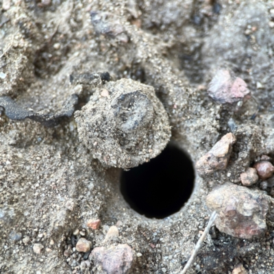 Portacosa cinerea (Grey wolf spider) at Russell, ACT - 3 Feb 2024 by Hejor1