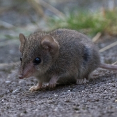 Antechinus agilis (Agile Antechinus) at Paddys River, ACT - 2 Feb 2024 by patrickcox