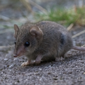 Antechinus agilis at Tidbinbilla Nature Reserve - 3 Feb 2024 06:15 AM