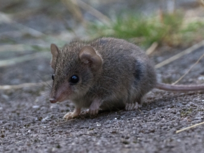 Antechinus agilis (Agile Antechinus) at Tidbinbilla Nature Reserve - 3 Feb 2024 by patrickcox