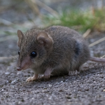 Antechinus agilis (Agile Antechinus) at Paddys River, ACT - 2 Feb 2024 by patrickcox