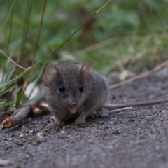 Antechinus agilis at Tidbinbilla Nature Reserve - 3 Feb 2024 06:15 AM