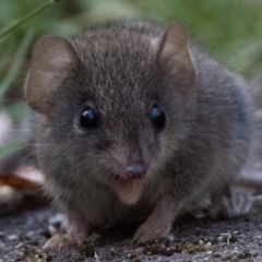 Antechinus agilis at Tidbinbilla Nature Reserve - 3 Feb 2024 06:15 AM