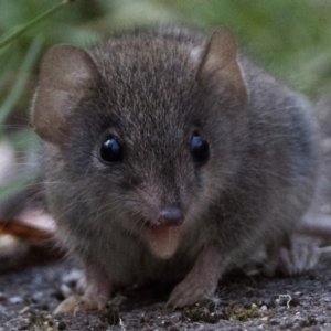 Antechinus agilis at Tidbinbilla Nature Reserve - 3 Feb 2024 06:15 AM