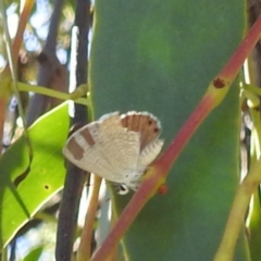 Nacaduba biocellata (Two-spotted Line-Blue) at Lions Youth Haven - Westwood Farm A.C.T. - 3 Feb 2024 by HelenCross