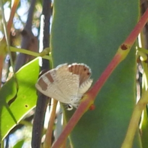 Nacaduba biocellata at Lions Youth Haven - Westwood Farm A.C.T. - 3 Feb 2024